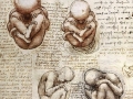 View-of-Fetus-in-Womb.jpg